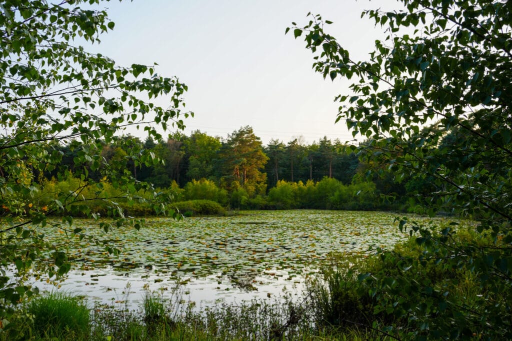 Schaapsven in de buurt vanRuimte voor Inzicht - privé vergaderlocatie in de natuur van Oisterwijk