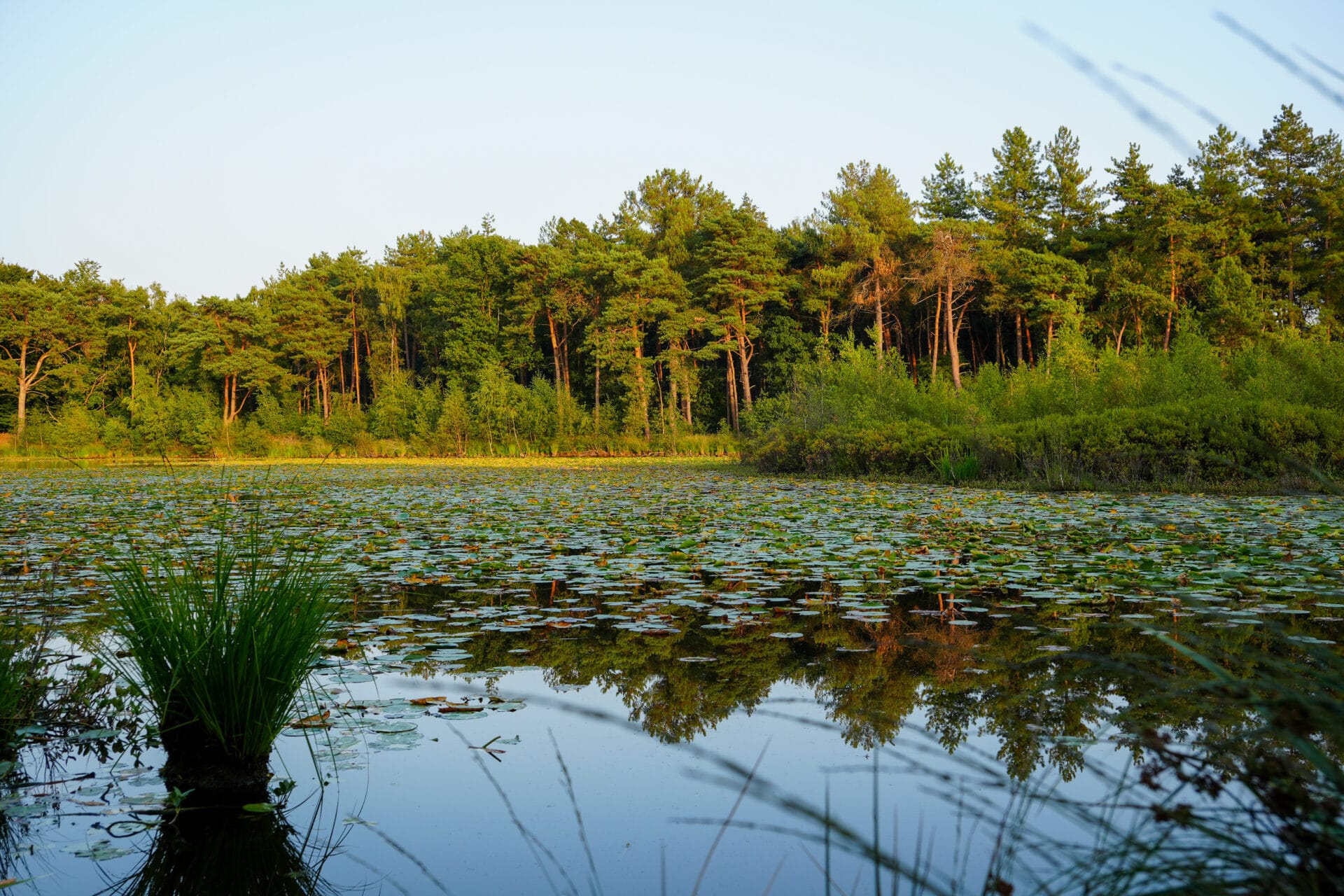 Bos en natuur bij Oisterwijk — omgeving vergaderlocatie Ruimte voor Inzicht